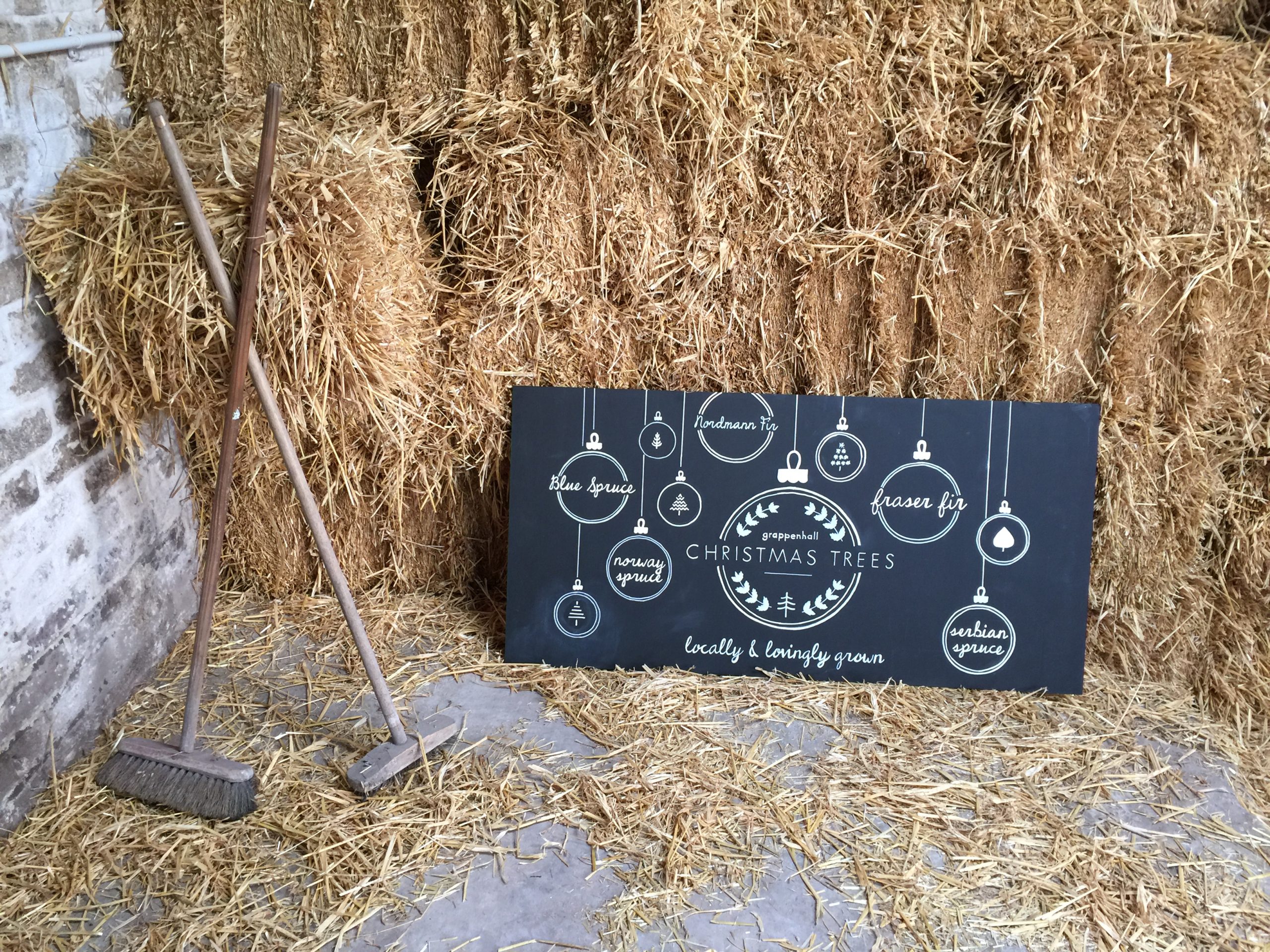 Which Real Christmas Tree Should I Choose to take Home