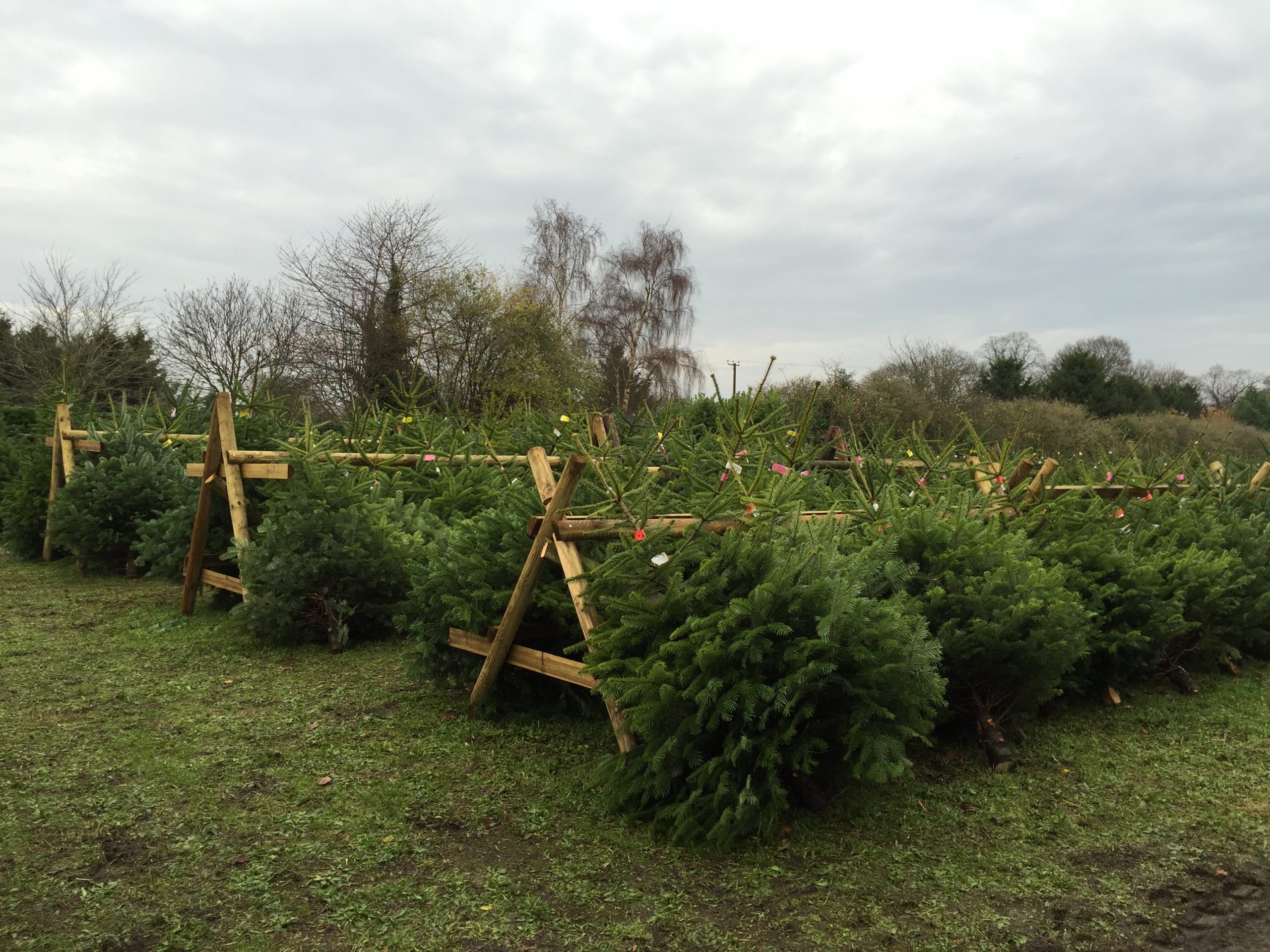 Grappenhall Christmas Trees - Season Updates
